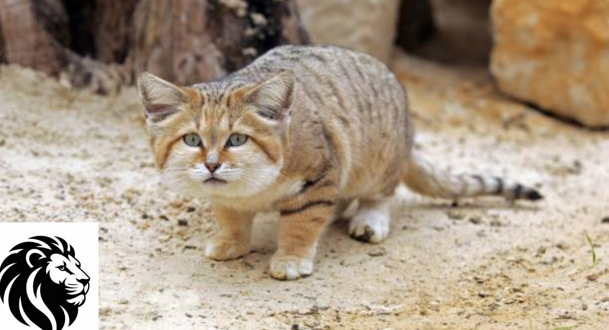 Sand Cat