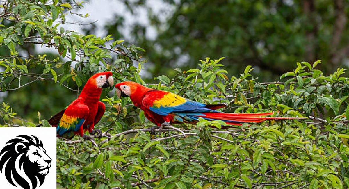 Scarlet Macaw