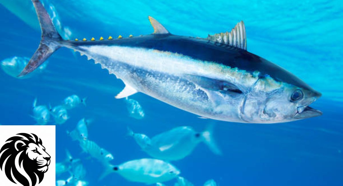 Skipjack Tuna