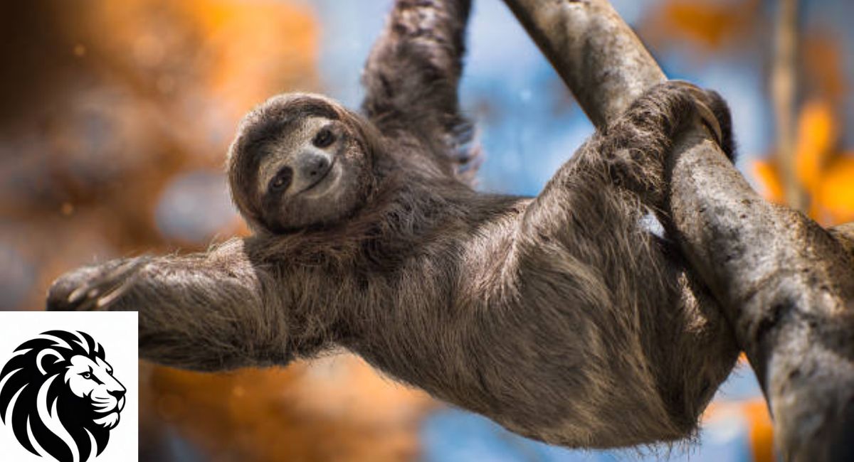 Sloth