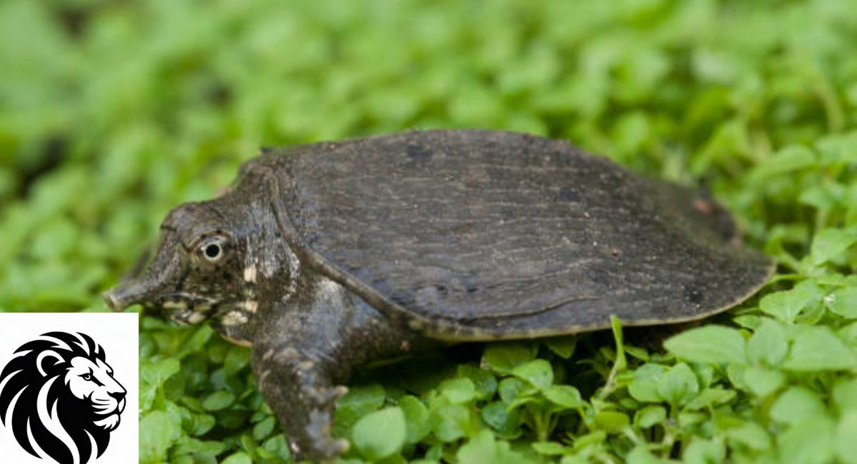 Spiny Softshell Turtle