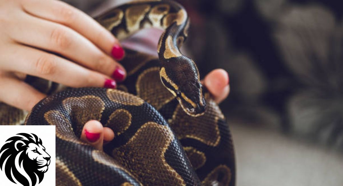 Spotted Python