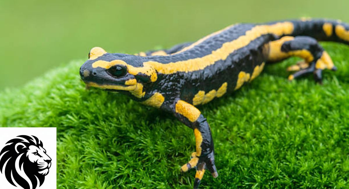 Spotted Salamander