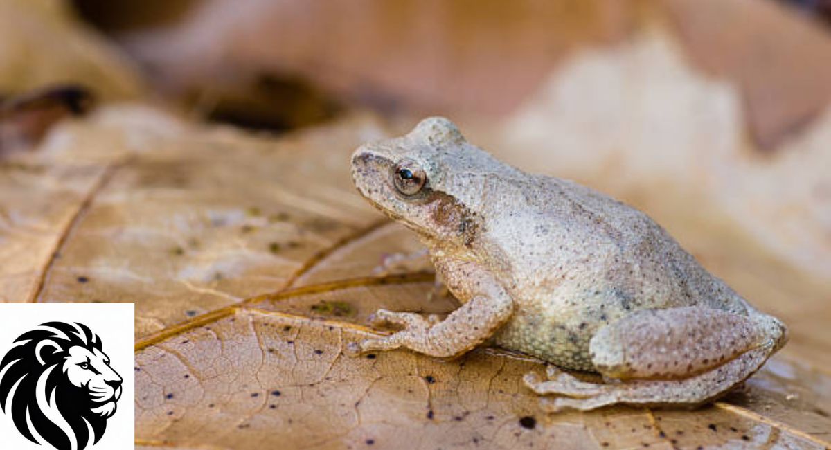 Spring Peeper