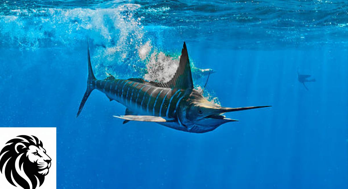 Striped Marlin