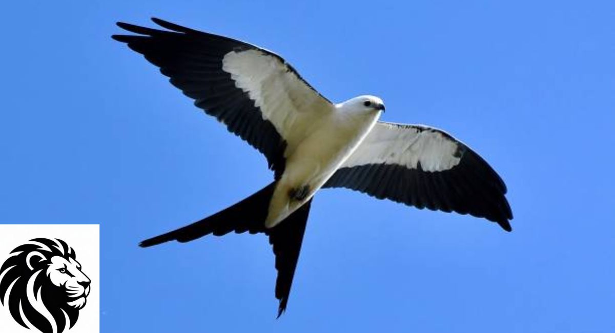 Swallow-tailed Kite