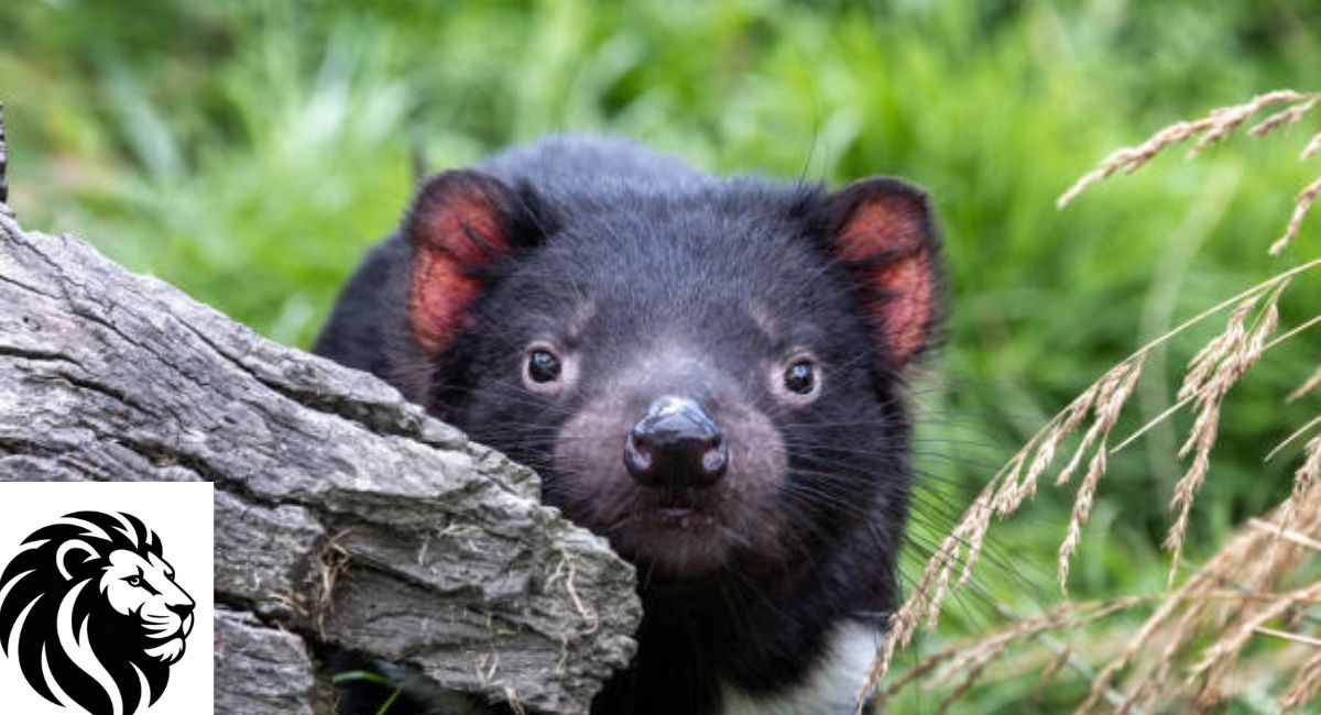 Tasmanian Devil