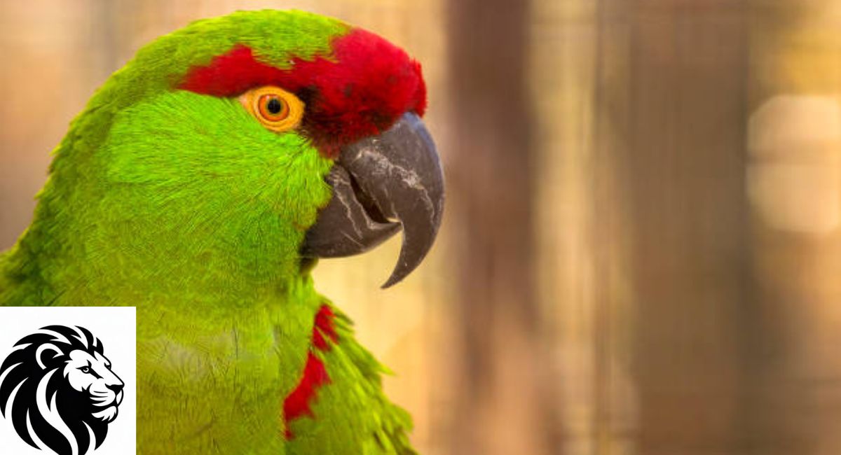 Thick-billed Parrot
