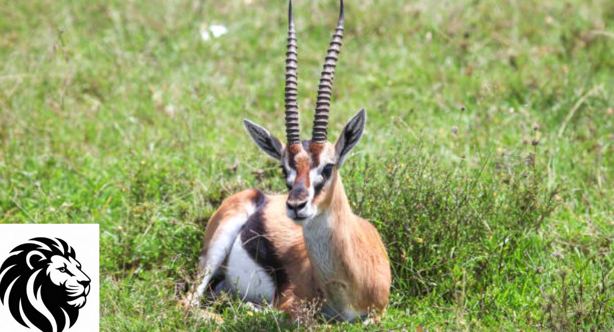 Thomson’s Gazelle
