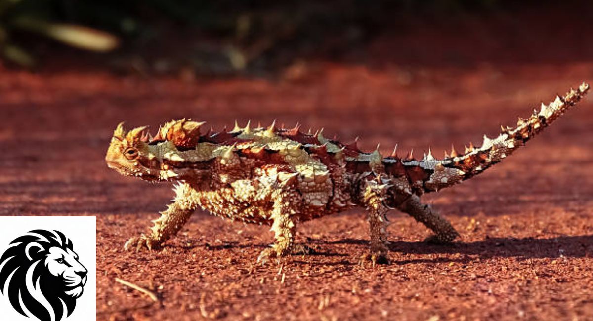 Thorny Devil