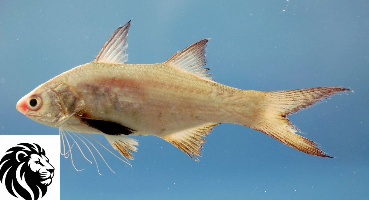 Threadfin