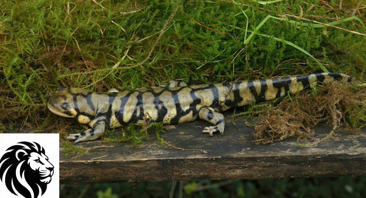 Tiger Salamander