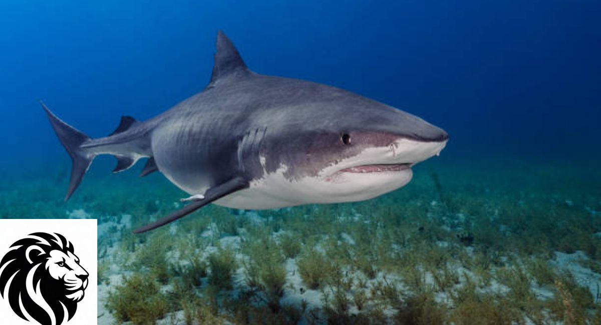 Tiger Shark