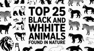 Top 25 Black and White Animals Found in Nature