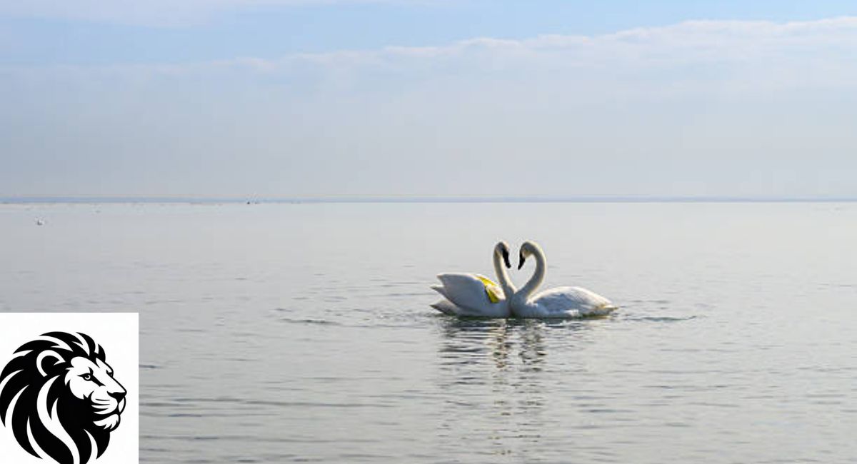 Trumpeter Swan