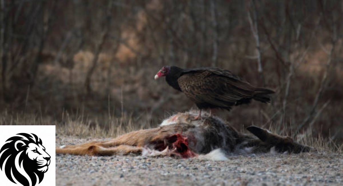 turkey-vulture