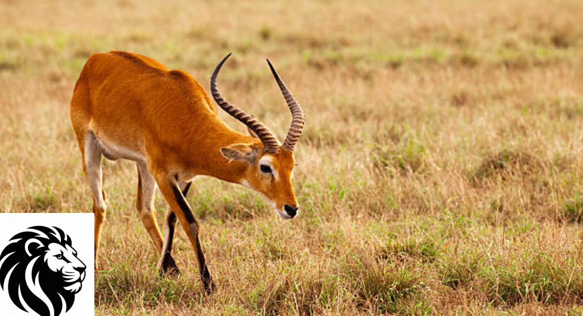 Ugandan Kob