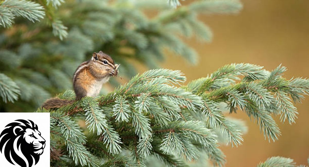 Uinta Chipmunk