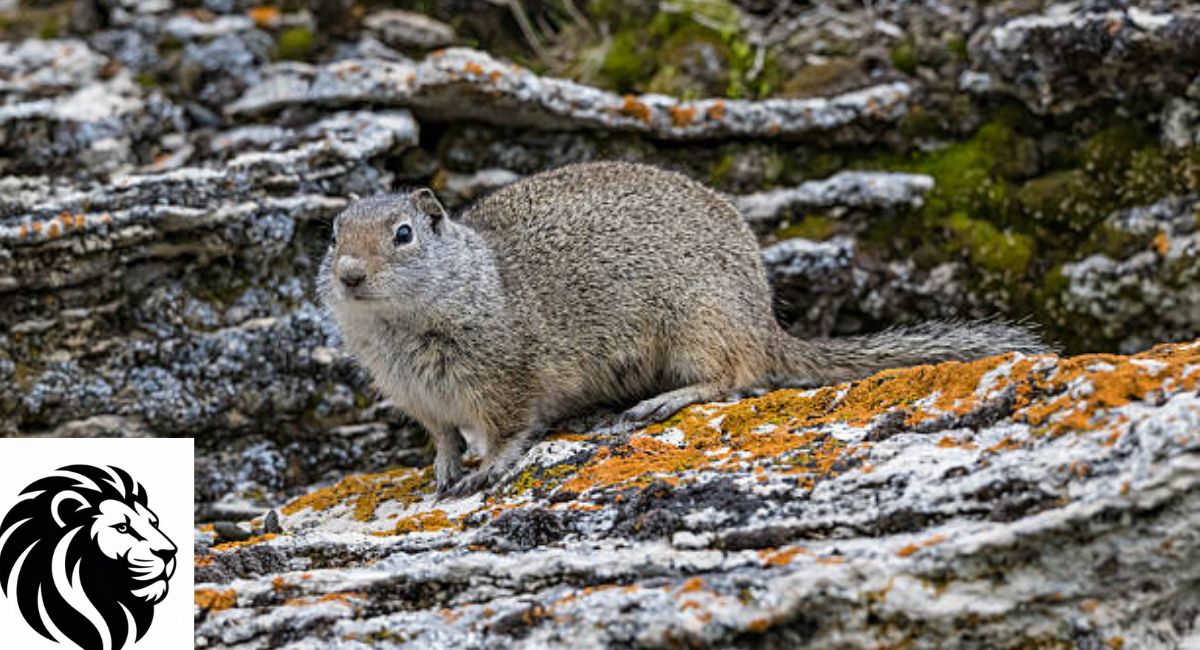 Uinta Ground Squirrel
