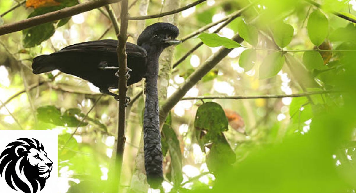 Umbrellabird