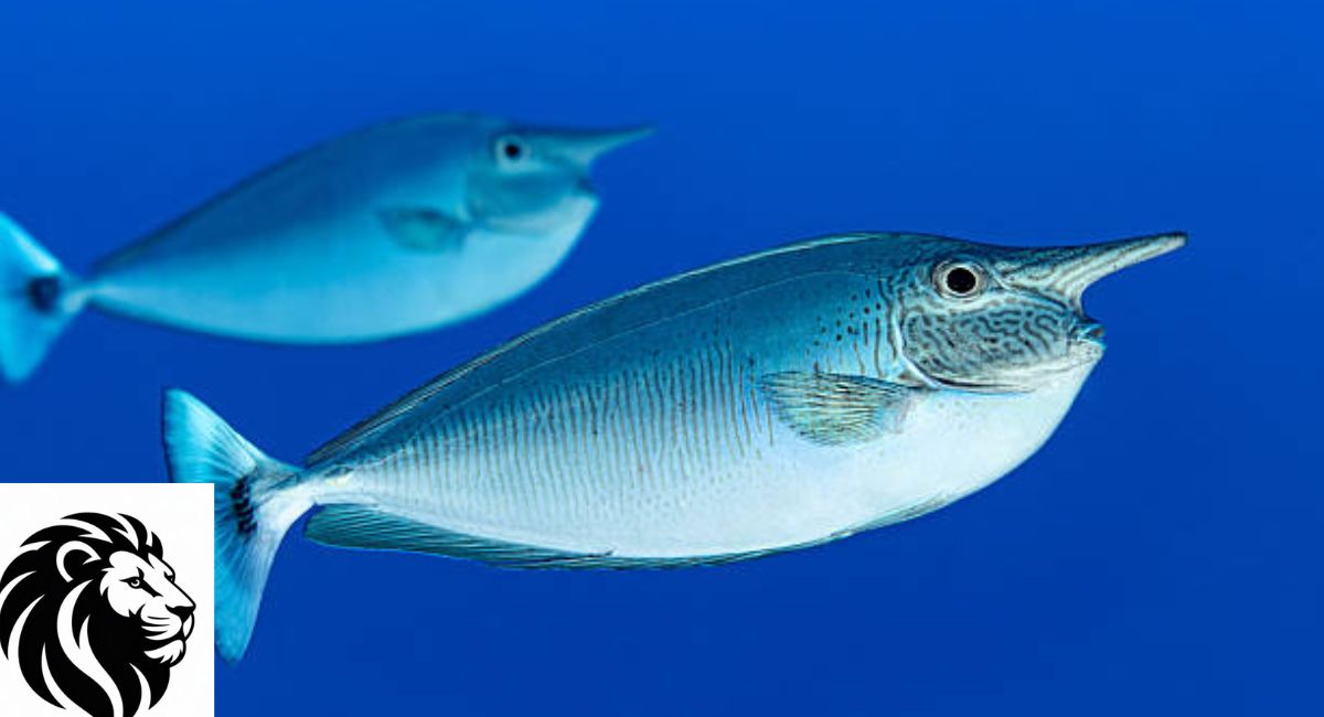 Unicorn Fish