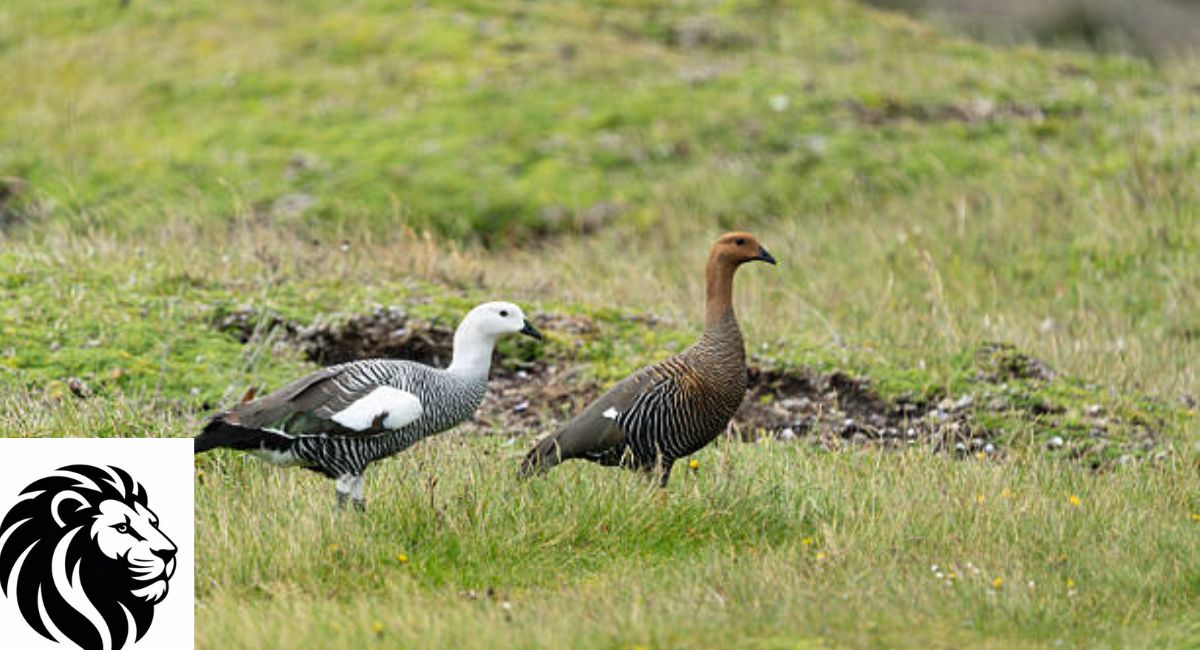 Upland Goose