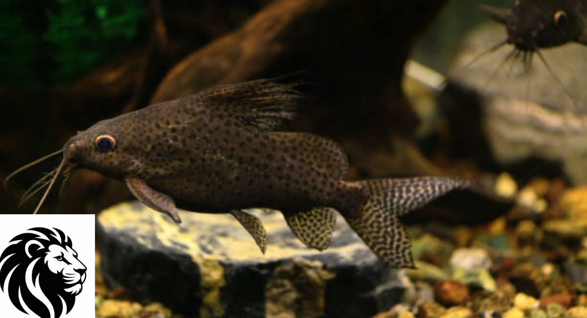 Upside-Down Catfish