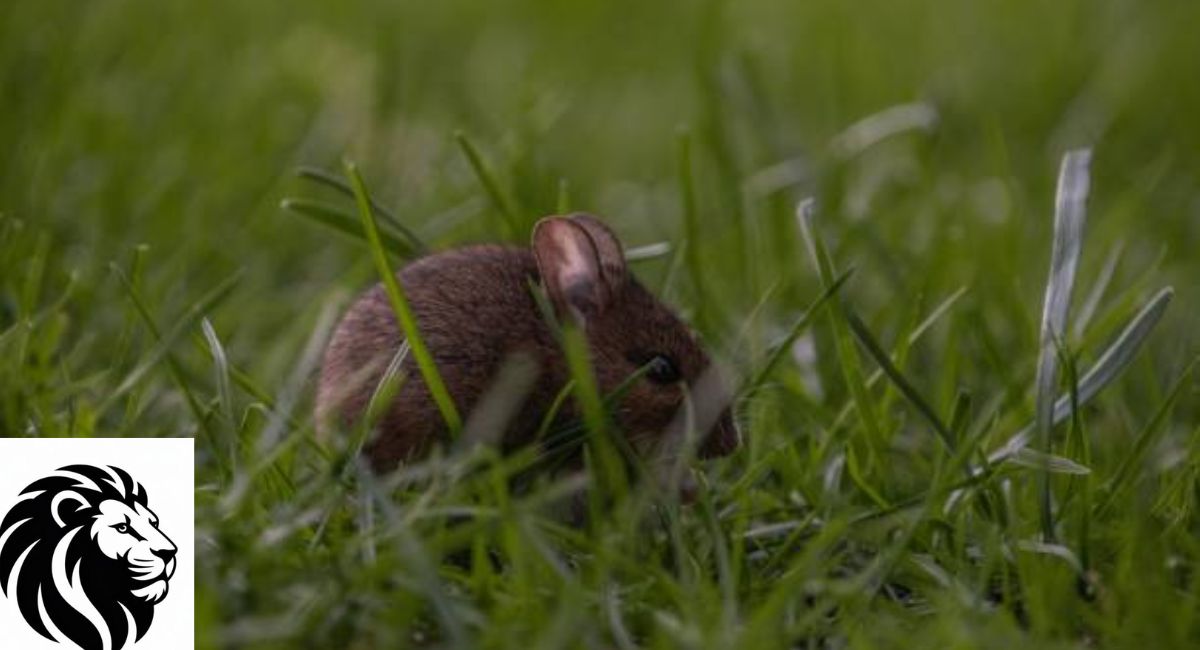 Ural Field Mouse