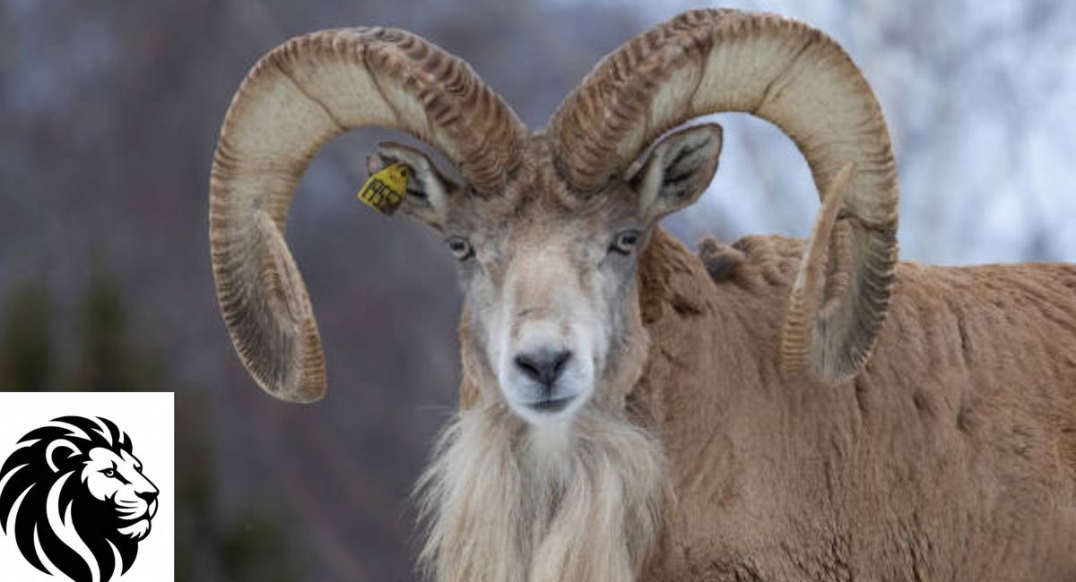Urial