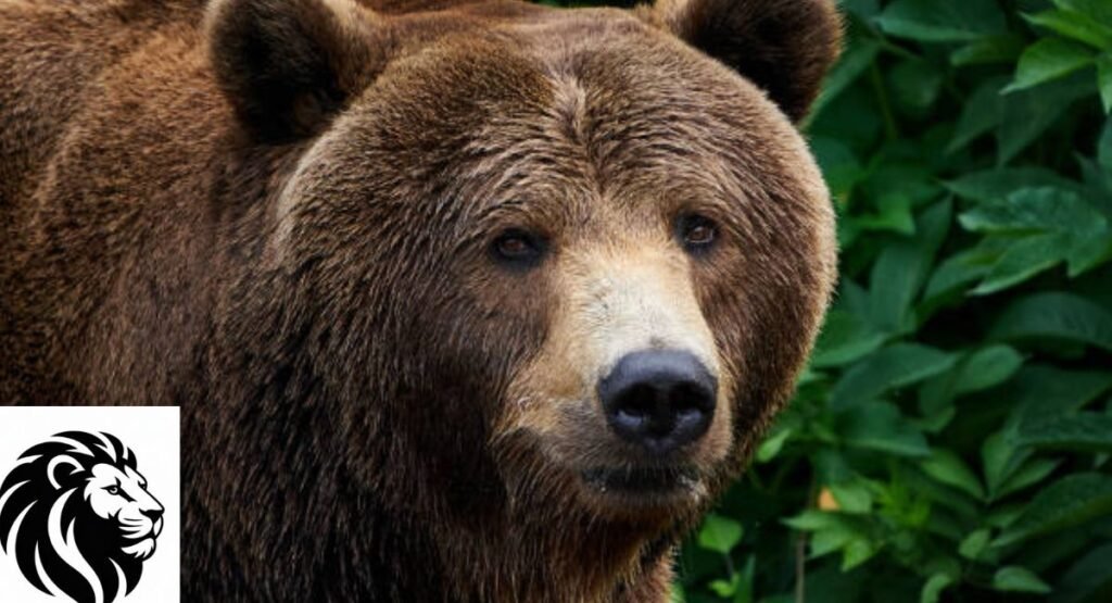 Ussuri Brown Bear