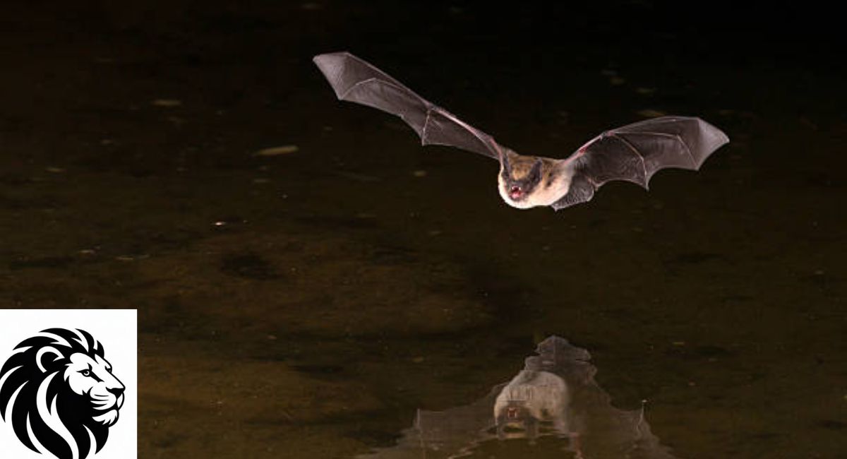 Vampire Bat