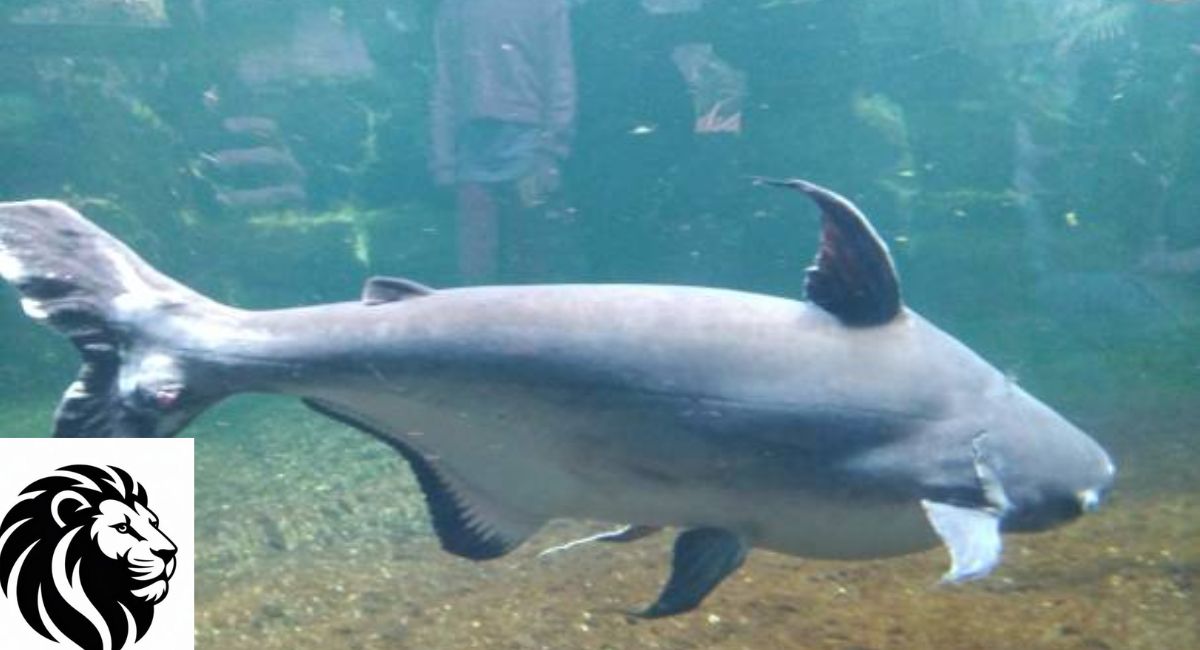 Vaquita