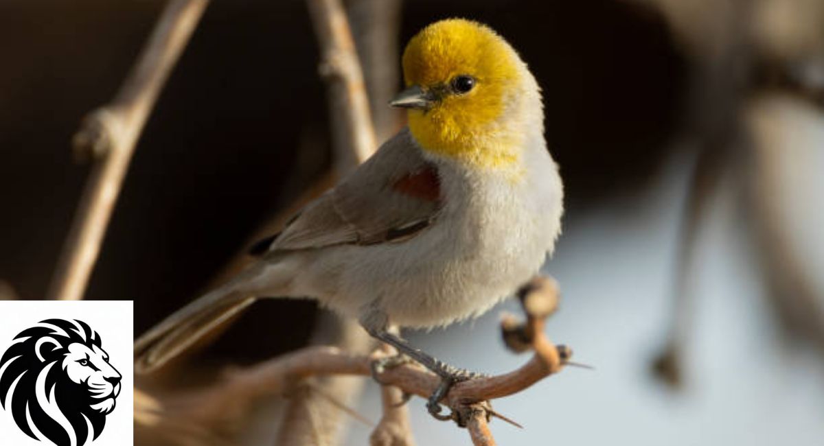Verdin