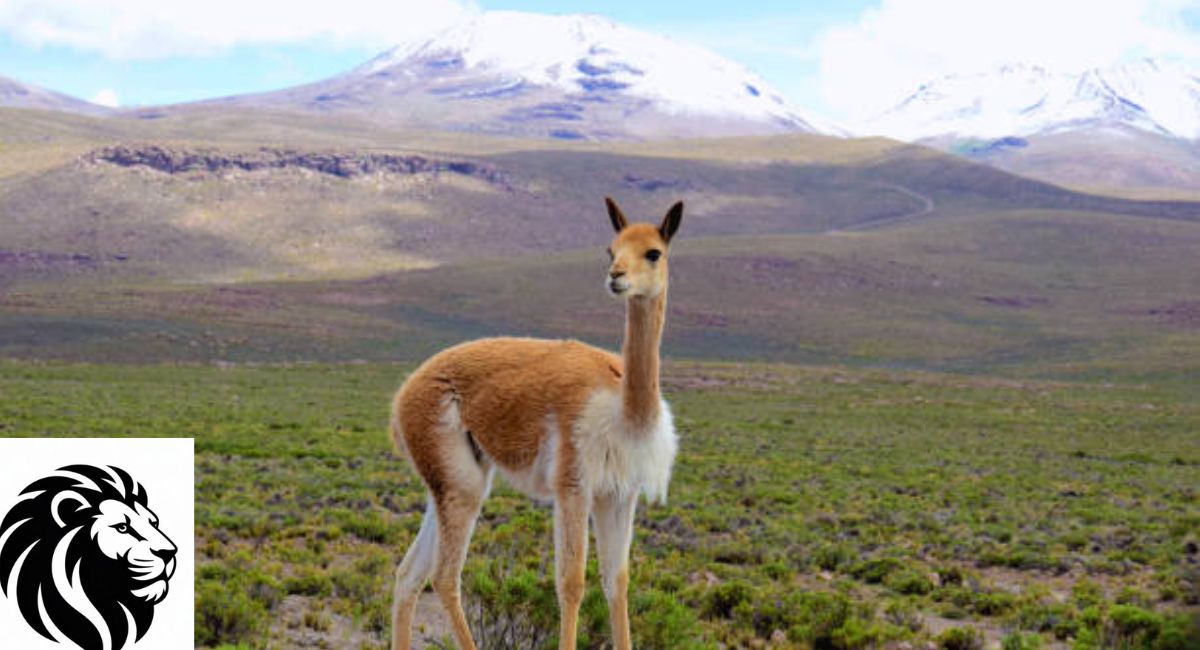 Vicuna