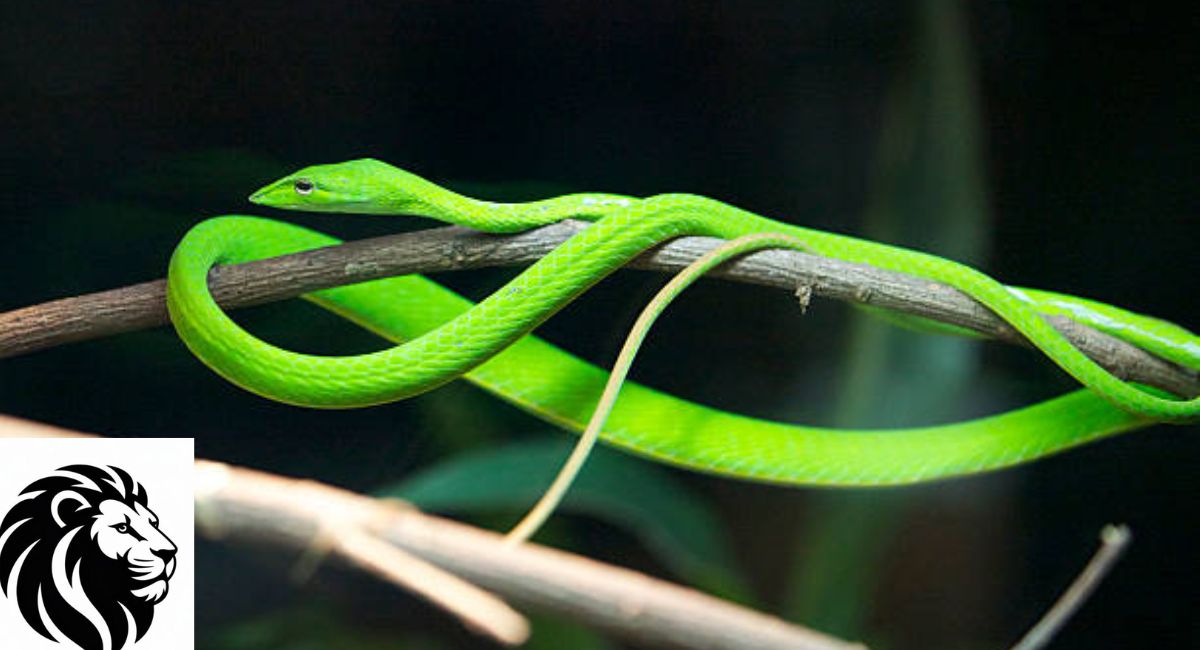 Vine Snake