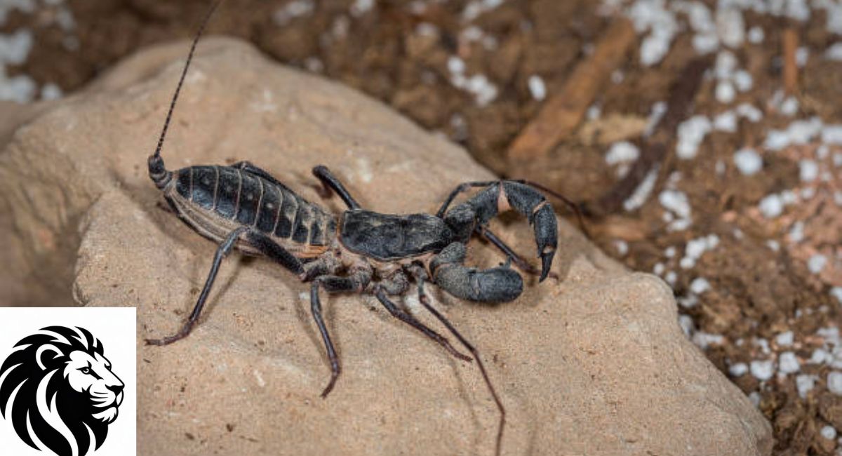 Vinegaroon