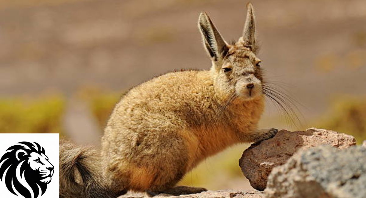 Viscacha
