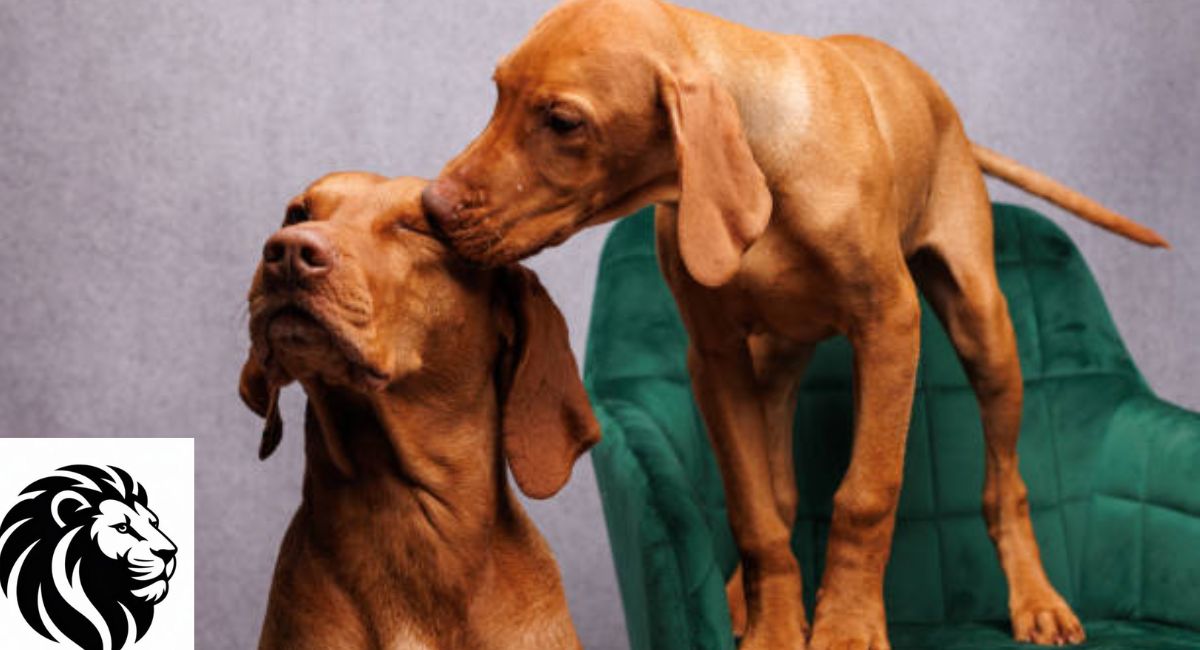 Vizsla