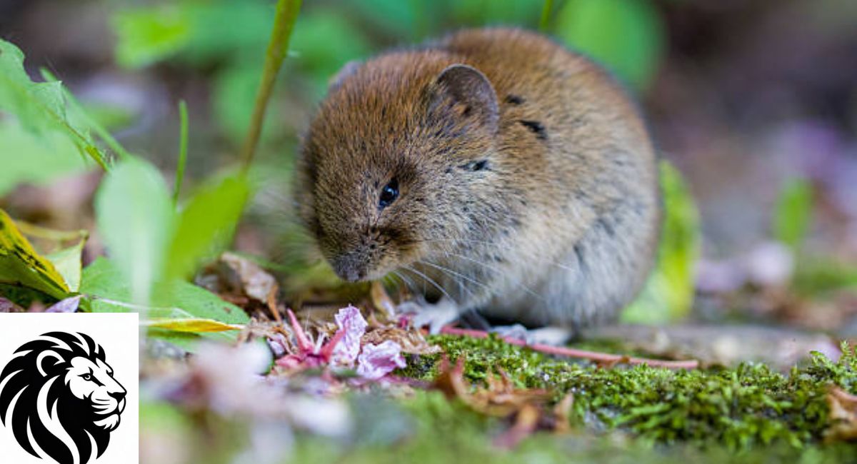 Vole