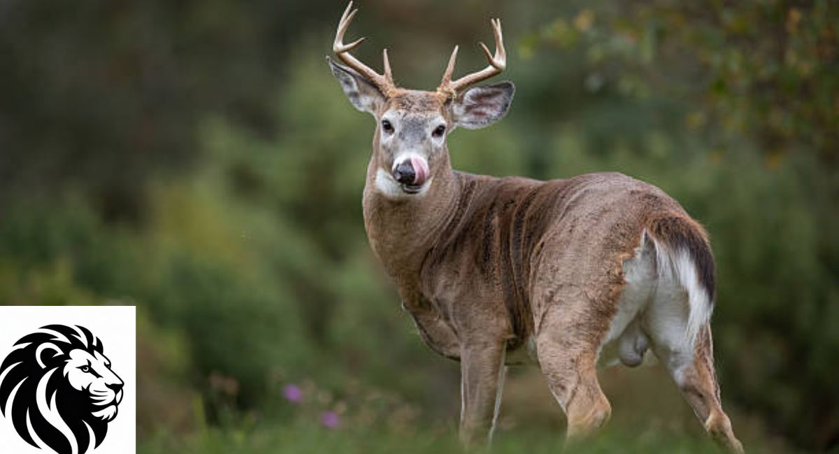 White-Tailed Deer