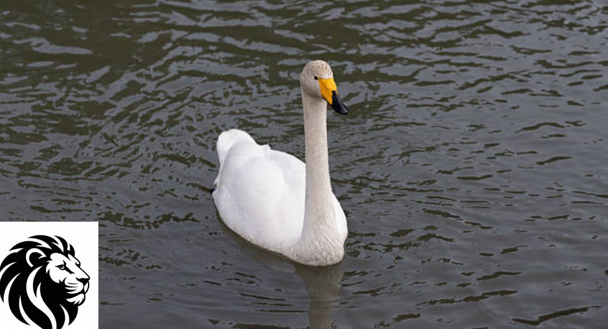 Whooper Swan