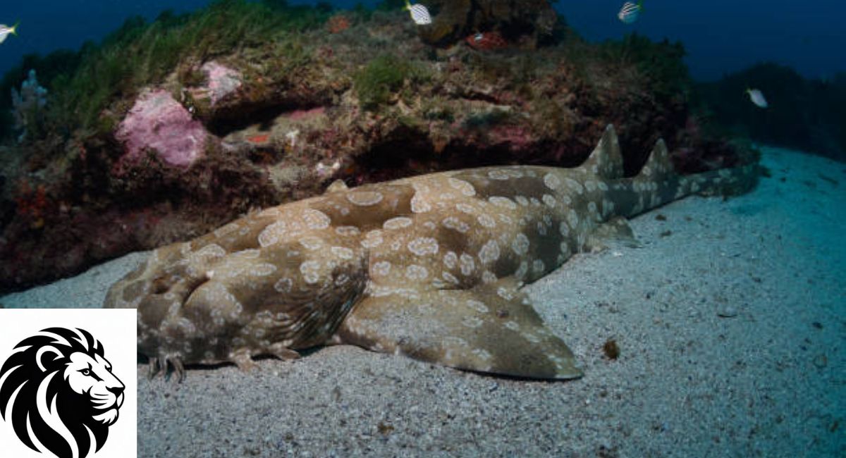 Wobbegong