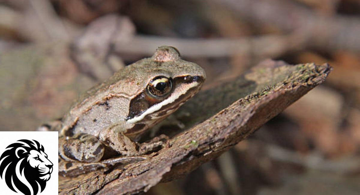 Wood Frog