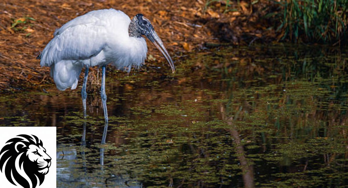 Wood Stork