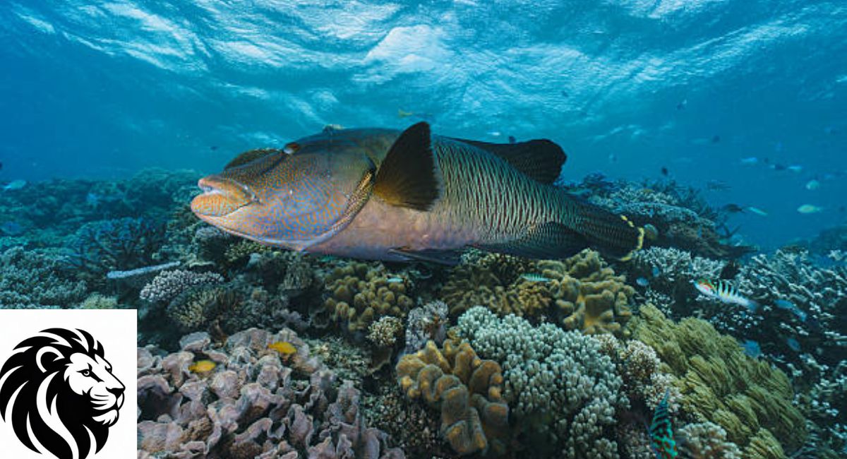 Wrasse