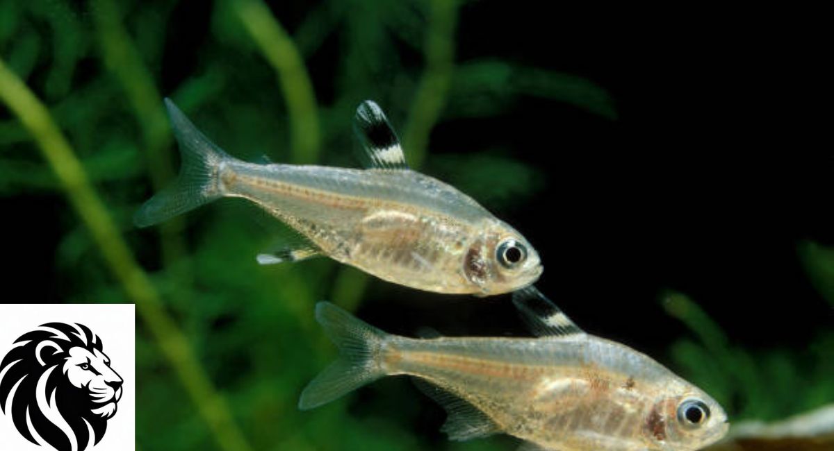 X-Ray Tetra