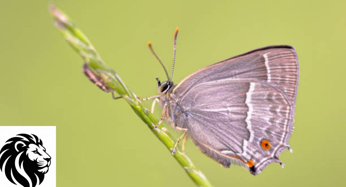 Xami Hairstreak