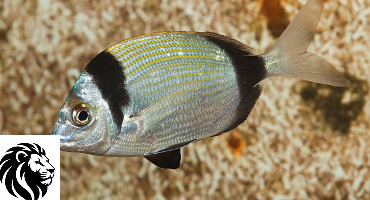 Xantic Sargo