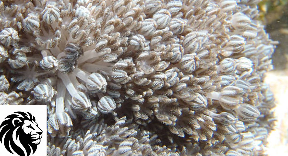 Xenia Coral