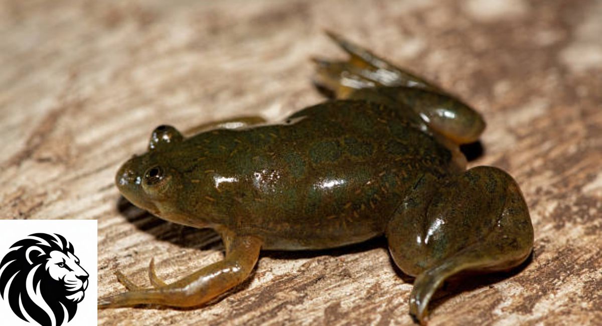 Xenopus